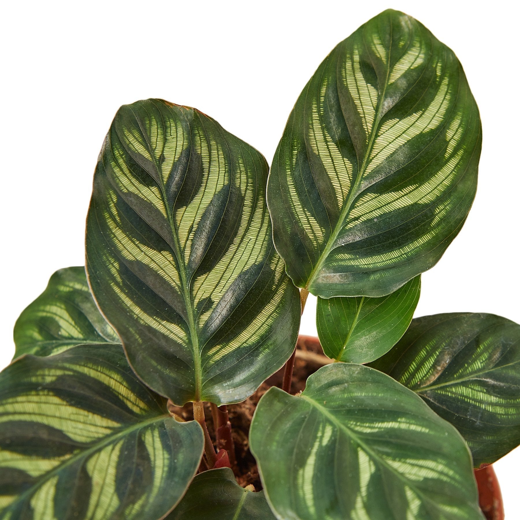 Calathea 'Makoyana' - House Salad