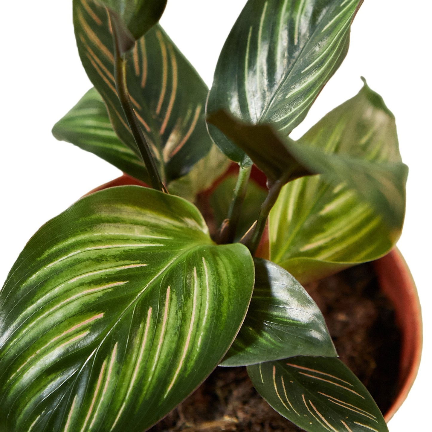 Calathea 'Beauty Star' - House Salad