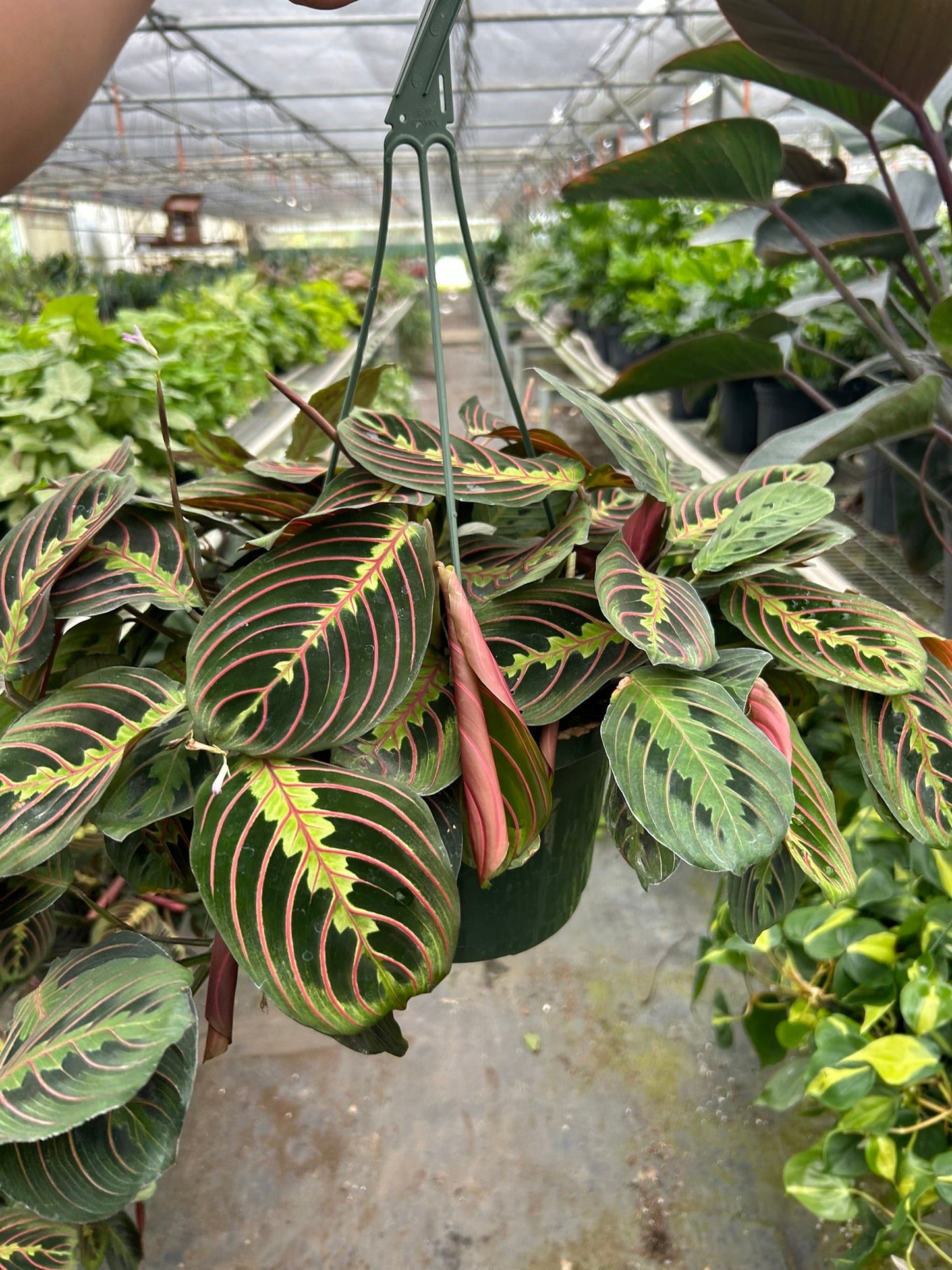 Maranta Red Prayer - House Salad