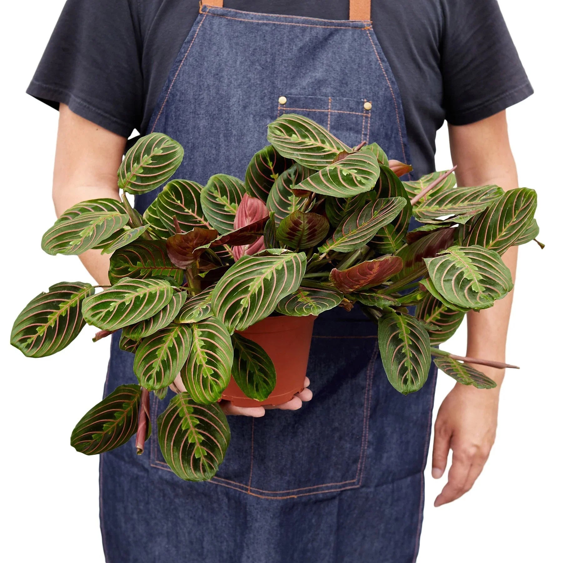 Maranta Red Prayer - House Salad