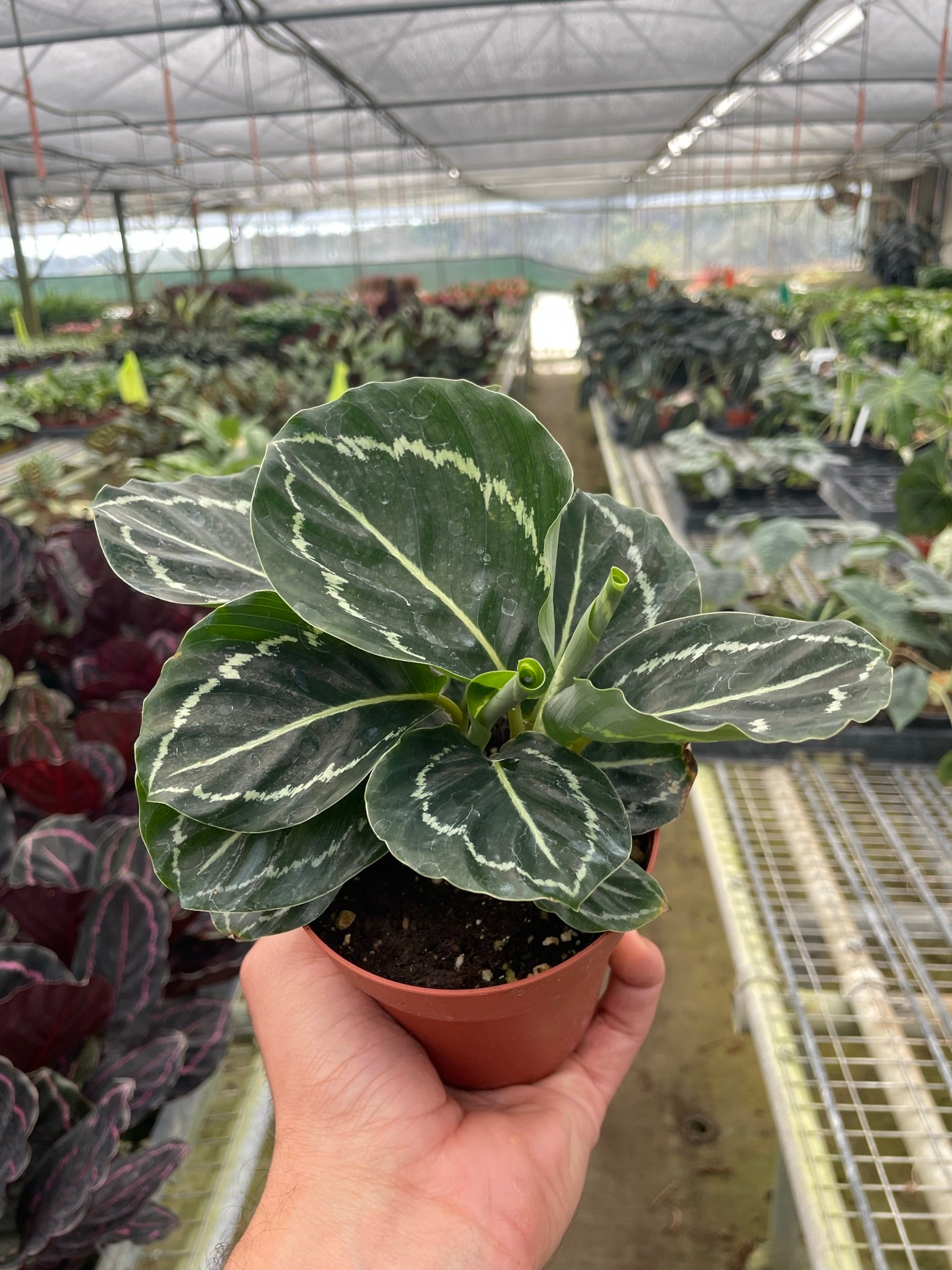 Calathea 'Green Goddess' - House Salad