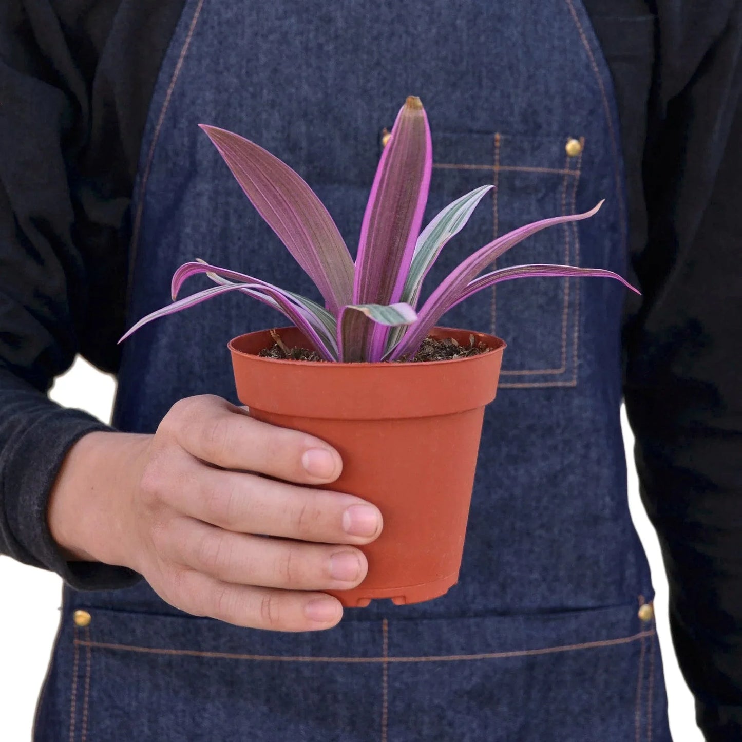 Oyster Plant 'Moses in the Cradle' - House Salad