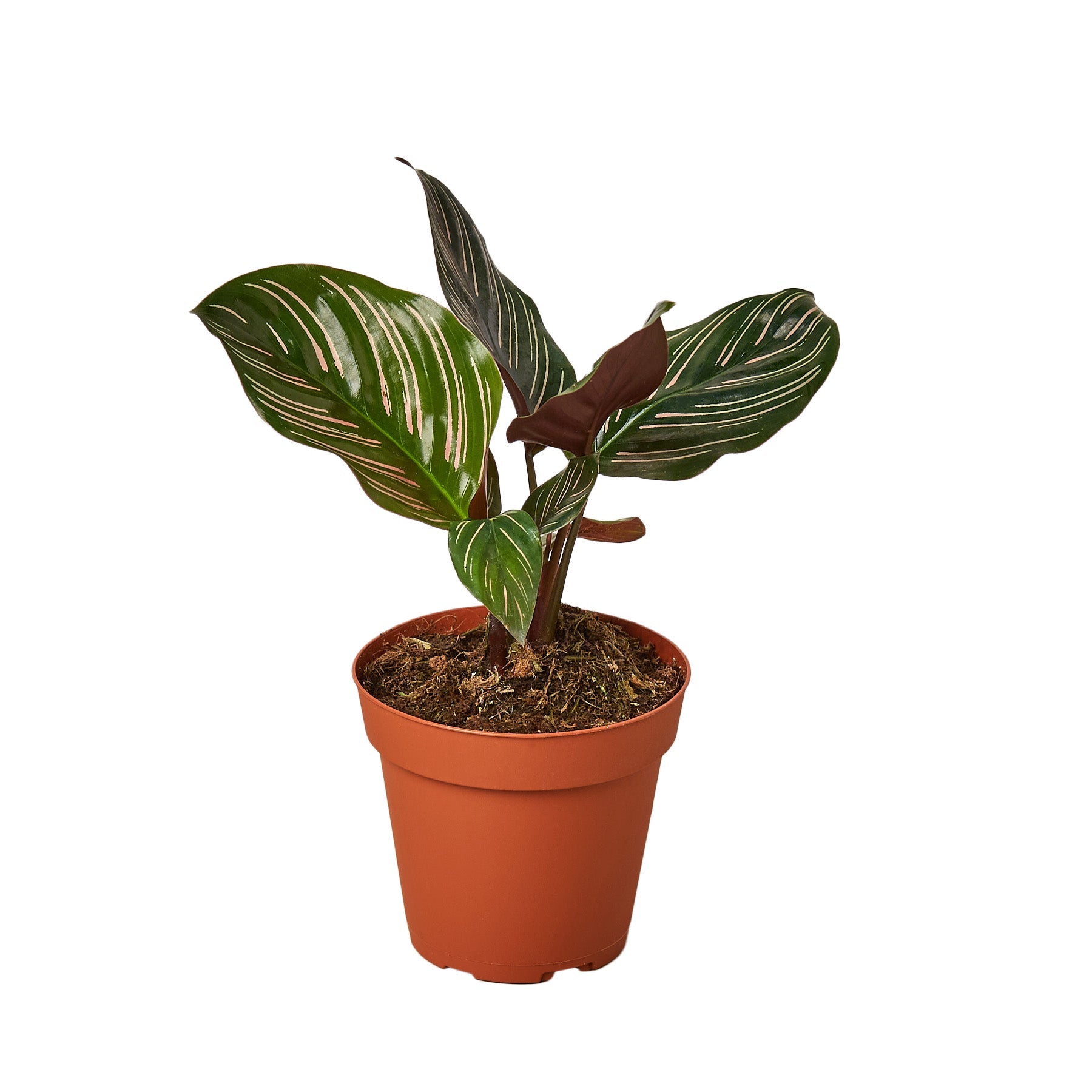 Calathea 'Ornata' - House Salad