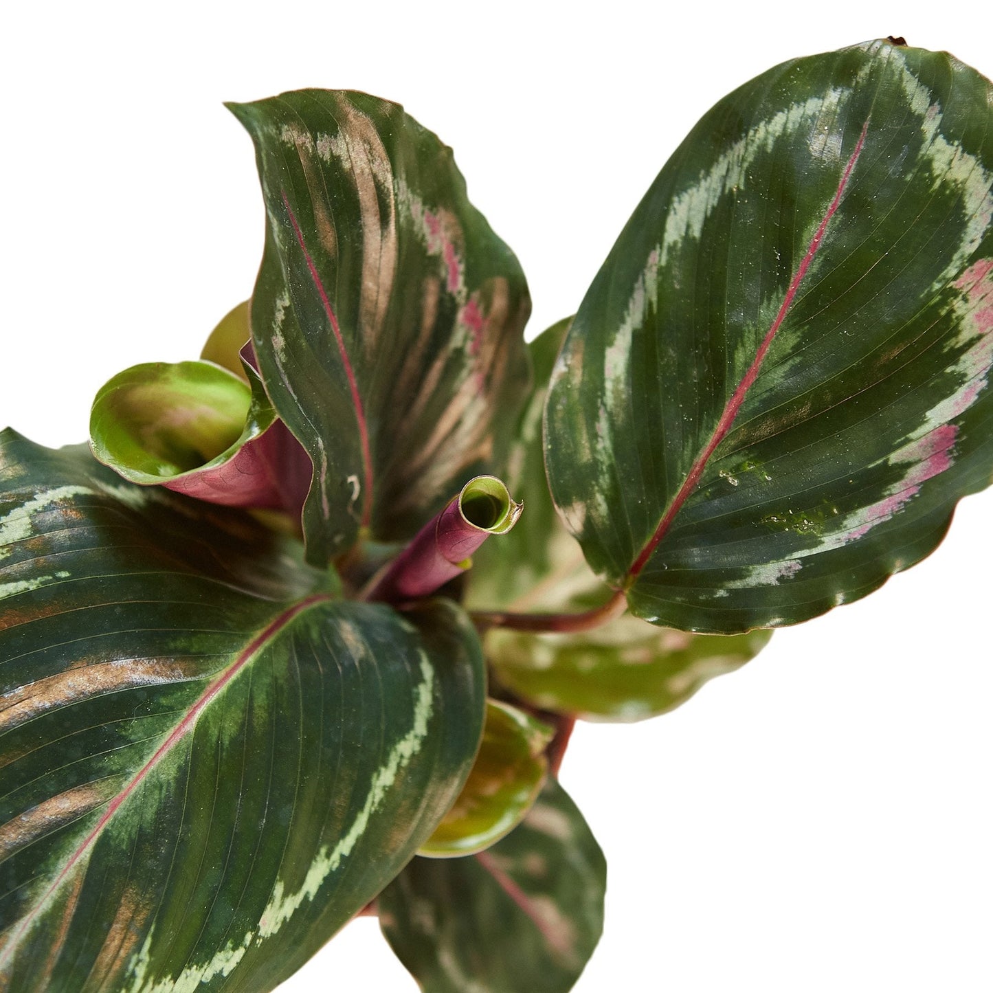 Calathea Roseopicta 'Medallion' - House Salad