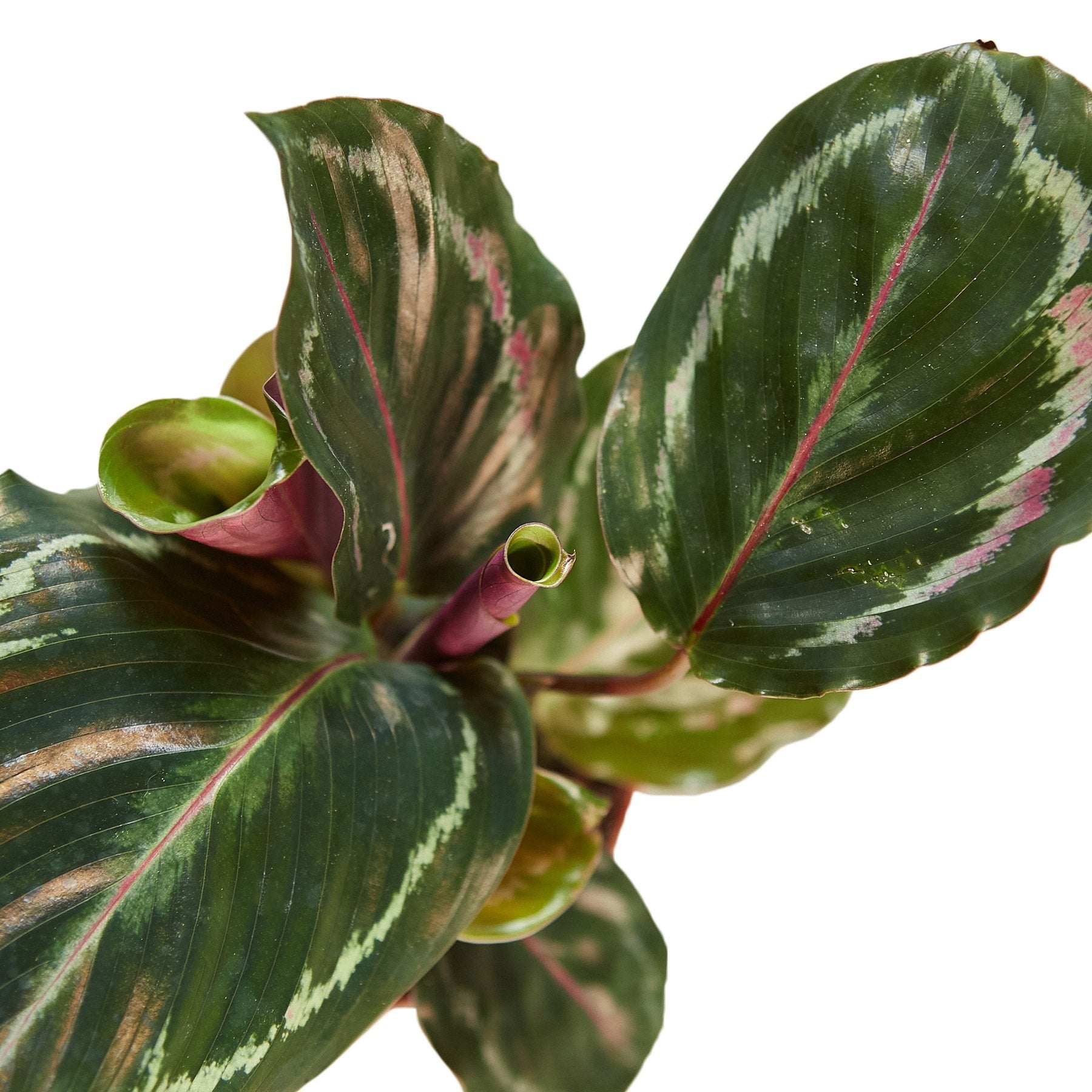 Calathea Roseopicta 'Medallion' - House Salad