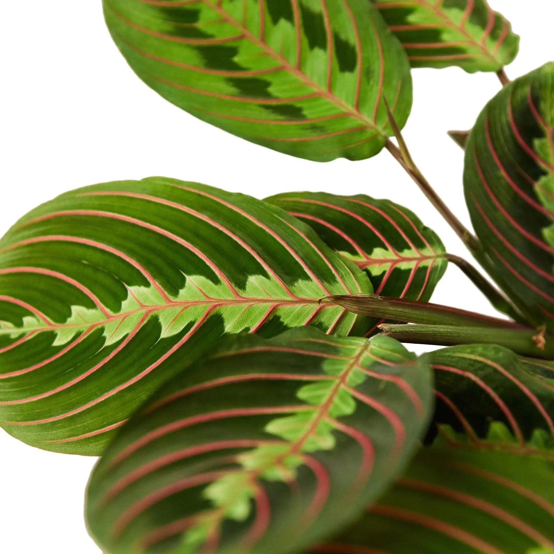 Maranta Red Prayer - House Salad