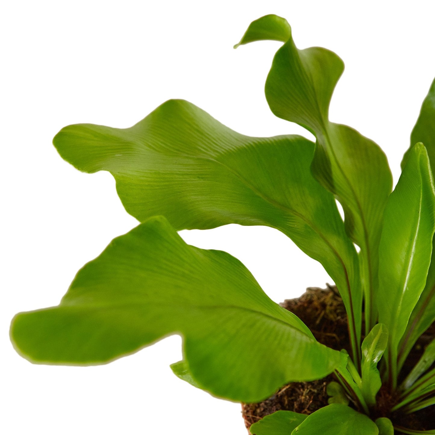 Bird's Nest 'Nidus' Fern - House Salad