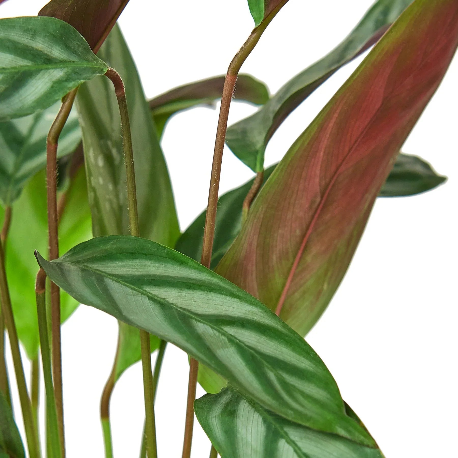 Calathea 'Grey Star' - House Salad