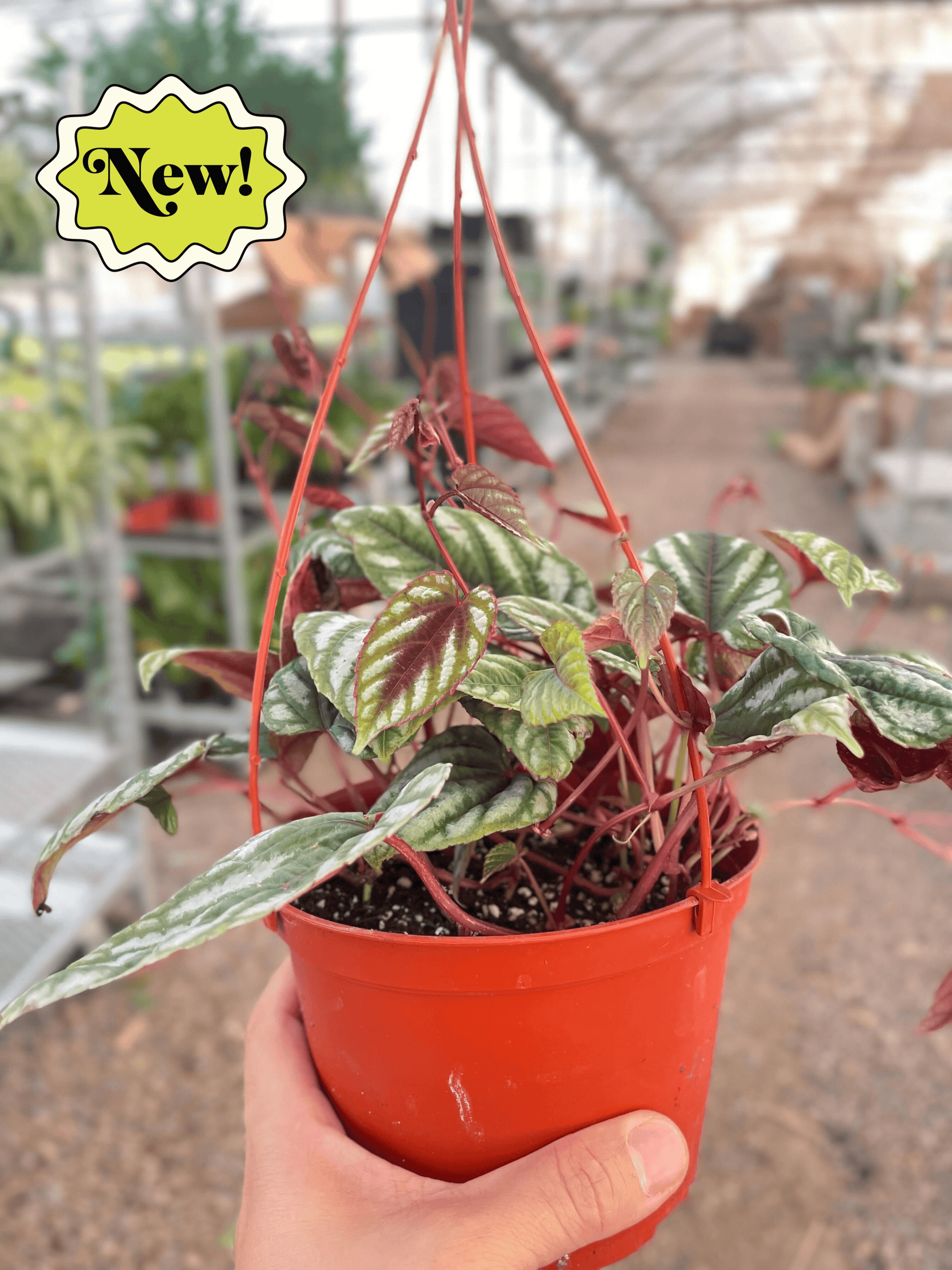 Begonia Rex Vine - 6" Pot - House Salad