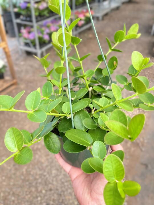 Hoya Cumingiana - House Salad