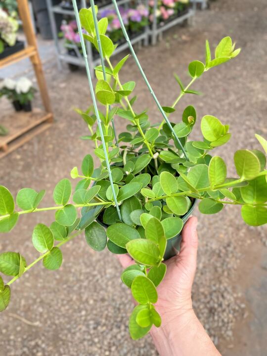 Hoya Cumingiana - House Salad